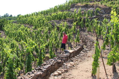 Chiristophe Pichon in his Vineyards in Condrieu